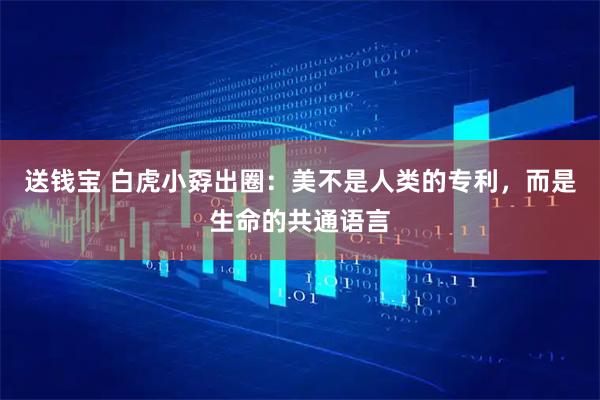 送钱宝 白虎小孬出圈：美不是人类的专利，而是生命的共通语言